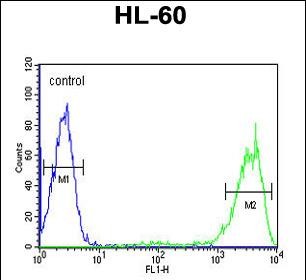 4 - Rab5 Antibody (C-term) AP6974B