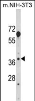 1 - HOMER3 Antibody (Center) AP6992c