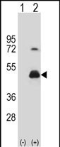 1 - HOMER3 Antibody (Center) AP6992c