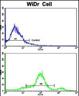 4 - CCHCR1 Antibody (Center) AP8528C