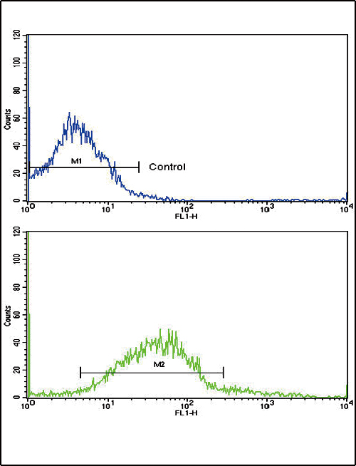 4 - ADH5 Antibody (Center) AP8562C