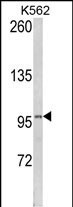 1 - LPIN2 Antibody (Center) AP8583c