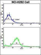 4 - RARS2 Antibody (C-term) AP8590b