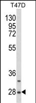 1 - SNRPB Antibody (N-term R49) AP2959a