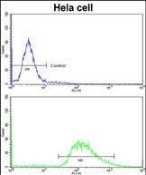 4 - LMOD1 Antibody (Center N201) AP8611c