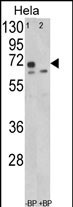 1 - LMOD1 Antibody (Center N201) AP8611c
