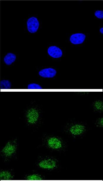 3 - ESRRA Antibody (Center) AP8635c