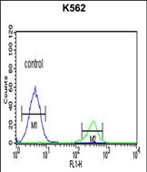4 - KIR3DS1 Antibody (C-term) AP8673b