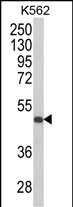1 - KIR3DS1 Antibody (C-term) AP8673b