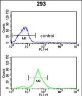 4 - TSPAN12 Antibody (C-term) AP8693b