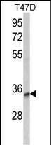 1 - TSPAN12 Antibody (C-term) AP8693b