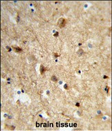 14 - NEURL Antibody (Center) AP8737c