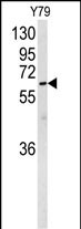 1 - NEURL Antibody (Center) AP8737c