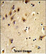 14 - HIST1H2AH Antibody (N-term) AP8820a