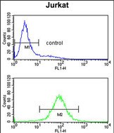 4 - PCCB Antibody (Center) AP8843c