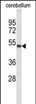1 - GAL3ST1 Antibody (Center) AP8884c
