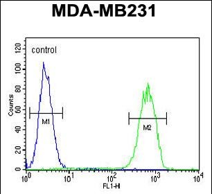 4 - GPA33 Antibody (C-term) AP8888B