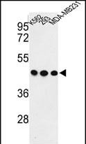 1 - GPA33 Antibody (C-term) AP8888B