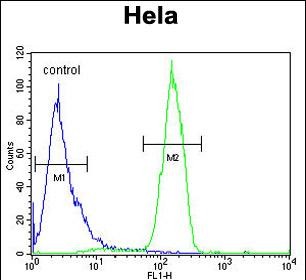 4 - C13orf3 Antibody (Center) AP8979c