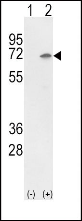 1 - Ku70 Antibody (Center) AP6775c