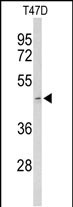 1 - ACR Antibody (Center) AP9079c