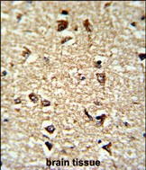 14 - CDC2L6 Antibody (Center) AP9082c
