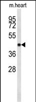 1 - CDC2L6 Antibody (Center) AP9082c