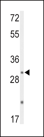 1 - DUSP2 Antibody (C-term) AP9084B