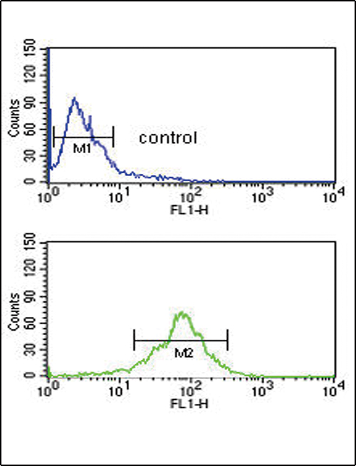 4 - ACOT8 Antibody (C-term) AP9144b