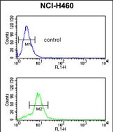 4 - MUTYH Antibody (Center) AP9161c