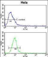 4 - Glypican-1 Antibody (N-term) AP9163A