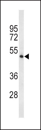 1 - TPH2 Antibody (Center) AP9177C