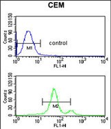 4 - ACCN2 Antibody (C-term) AP9270b