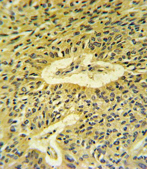 14 - Smad7 Antibody (Center) AP6753C