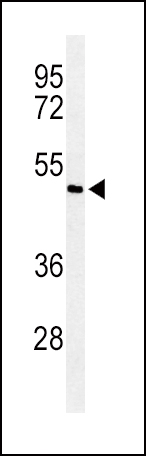 1 - Smad7 Antibody (Center) AP6753C