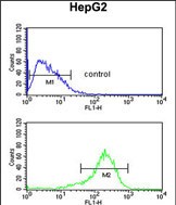 4 - ATLA2 Antibody (Center) AP9367c