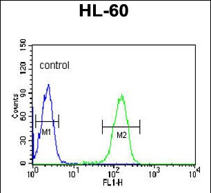 4 - PLVAP Antibody (Center) AP9378c