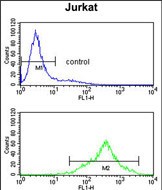 4 - CSPP1 Antibody (N-term) AP9386a