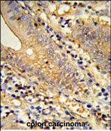 14 - TSPAN33 Antibody (C-term) AP9397B