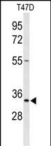 1 - TSPAN33 Antibody (C-term) AP9397B