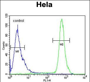 4 - HS3ST2 Antibody (C-term) AP9513B