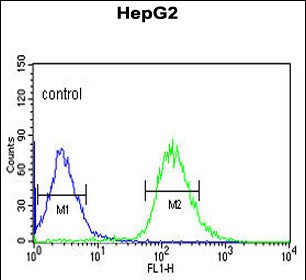 4 - WAC Antibody (Center) AP9537C