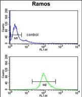 4 - FAM54B Antibody (C-term) AP9541a