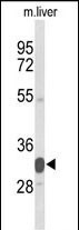 1 - FAM54B Antibody (C-term) AP9541a