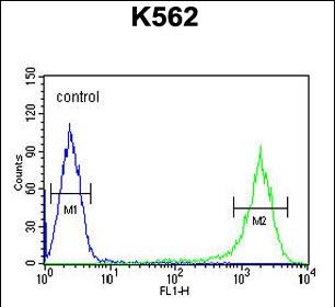 4 - GAGE7 Antibody (C-term) AP9756b