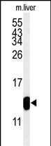 1 - TMIE Antibody (Center) AP9761c