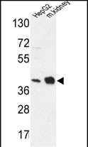 1 - NDUFA10 Antibody (Center) AP9768c