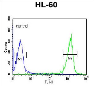 4 - PATL1 Antibody (C-term) AP9796b