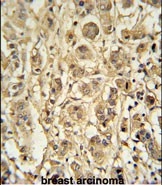 14 - G7C Antibody  (N-term) AP4763a