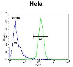 4 - CLEC2B Antibody (Center) AP4770c